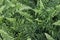Top view of Common sword fern, Boston fern or Nephrolepis exaltata L. Schott cv. Bostoniensis in the garden.