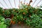 Top view on container garden on the balcony with vegetables and bright flowers. Tomatoes, cucumber, peppers and eggplants, dahlias