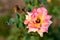 Top view of contrasting pinkish rose on blurred green background. Rose concept