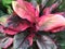 Top view of Cordyline fruticosa, red and green leaf plant