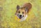 Top view of a  corgi dog puppy smiling surrounded by bright multicolored holi colors