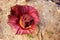 Top View of corpse flower