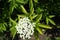 Top view of corymb of white flowers of Sambucus nigra