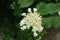 Top view of corymb of white flowers of Viburnum opulus in May