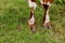 Top view of a cow`s hooves on green grass. Cows graze on a green lawn