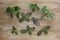 Top view of crassula ovata cuttings to future grow root on the wooden background