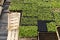 Top view of crates / containers filled with bunch of seedlings