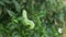 Top view crawling Daphnis nerii caterpillar