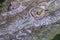 Top view of crocodile swimming, Nicaragua river