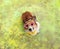Top view of a cute corgi dog puppy in carnival glasses surrounded by bright multicolored holi colors