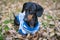 Top view of cute dog dachshund, black and tan, wears a blue white dress T-shirt against the background of autumn leaves