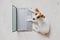 Top view of a cute funny dog at a laptop. Purebred Shorthair Jack Russell Terrier lies on a wooden floor in front of a