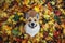 Top view of a cute puppy dog red Corgi sitting in an autumn Park on the background of bright fallen colorful maple leaves and cute