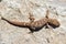 Top view cute small Even-fingered gecko genus Alsophylax on stone