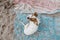 Top view of cute small jack russell terrier dog at the beach. Sitting on dirty sand towels and looking at the camera. Pets