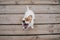 Top view of cute small jack russell terrier dog sitting on a wood bridge outdoors and eating delicious treats. Pets outdoors and