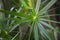 Top view Cyperus papyrus or umbrella sedges, green leaves with a strange and beautiful shape