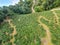 Top view of the Darjeeling tea gardens with walkways going through the gardens