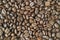 Top view of dark brown aromatic roasted coffee beans for background or banner