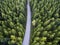 Top view of dark green forest landscape in winter. Aerial nature scene of pine trees and asphalt road