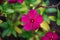 Top view of dark pink color catharanthus flowers