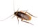 Top view of a dead cockroach isolated on white background.