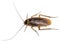 Top view of a dead cockroach isolated on white background.