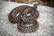 Top view of a deadly common viper hiding on a stone in nature.