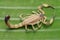 Top view of Deathstalker on green leaf in nature. Leiurus quinquestriatus is a species of scorpion, a member of the Buthidae