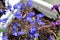 Top view of delicate lobelia flowers look like a flock of little butterflies