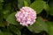 Top view of a delicate pink French hydrangea surrounded by green leaves