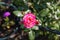 Top view of a delicate pink rose framed by small unopened buds growing in a summer garden