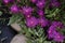 Top view of Delosperma flowers on a garden