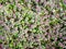 Top view of dense purple flowers on green meadow