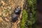 Top view of detail image of a stag beetle