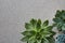 Top view of different types of Echeveria plants on a gray stone background