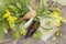 Top view of different wild herbal medicinal plants gathered on wooden table.