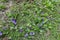 Top view of dog-violets with purple flowers in March