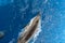 Top view of a dolphin swimming fast in the Indian ocean