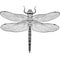 Top view of dragonfly with transparent wings, isolated sketch illustration
