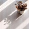 Top view dried daisy flower jar with long oblique shadow on white