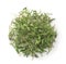 Top view of dried wild thyme