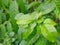 Top view of drops with branch and leaves Cape Jasmine as a background.