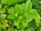 Top view of drops with branch and leaves Jasmine flower as a background.