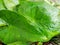 Top view of drops with branch and leaves Syngonium podophyllum or Tricolor Nephthytis as a background.