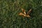 Top view of dry brown plane tree leaf on green grasses