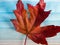 Top view of a dry red maple tree leaf on a facemask - COVID-19