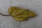 Top view of a dry weathered leaf on a cloth