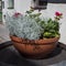 Top view of dusty miller plant.The flower of the Cineraria grows on the flowerbed on sunny summer day. Flowers for your design,