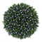 Top view of dwarf periwinkle flowers isolated